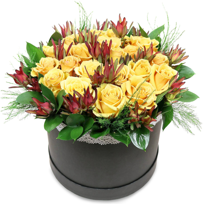 A sophisticated floral hatbox brimming with golden yellow roses and deep burgundy Leucadendron is set against a simple white backdrop, the arrangement styled with the quiet confidence of a florist who knows Finsbury's blend of classic and contemporary tastes. The roses, around two dozen in total, are arranged into a rounded, generous dome, their petals velvety and full, layered in spirals that catch the light and draw the eye inward. Their colour is a rich, sunny yellow that deepens toward the centre of each bloom, suggesting warmth, happiness, and celebration. Rising between the roses, Leucadendron 'Safari Sunset' adds architectural interest, each stem composed of narrow, pointed bracts that graduate from muted green at the base to a luxuriant maroon along the tips, introducing depth and contrast reminiscent of autumnal tones around local squares. Encircling the base is a ring of wide, glossy dark green leaves, possibly salal or camellia, providing structure and a lush backdrop. Delicate, fine-textured sprigs of lighter green foliage-similar to fern or fine conifer needles-emerge between the blooms and occasionally spill over the rim, softening the clean lines of the design. The flowers rise from a circular hatbox in charcoal grey to black, its surface smooth and matte, with a narrow band of white lace trim skimming the top edge just beneath the blossoms. This lace detail brings a touch of vintage charm, like a nod to traditional London floristry, while the dark box keeps the overall look firmly modern. The lighting is bright, even, and natural, enhancing the vibrancy of the yellows and the richness of the burgundies. This arrangement would suit a celebratory table in a flat near Finsbury Park, a reception desk in an office around Angel, or any home needing a refined yet cheerful centrepiece delivered locally.