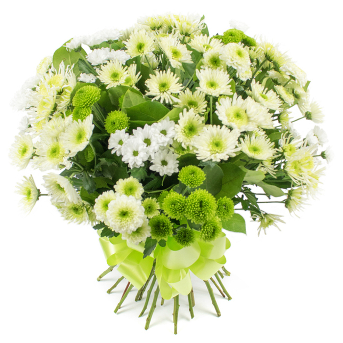 A large, rounded bouquet of chrysanthemums in shades of white, cream, and bright lime green is captured against a clear white backdrop, the simplicity of the setting allowing every texture and tone to shine as if freshly finished in a Finsbury Flowers workshop. The arrangement appears dense and carefully structured, with blossoms nestled closely together to create a full, domed silhouette. At the forefront are large, open chrysanthemum heads in pure white and soft creamy hues, their numerous slender petals elegantly layered around centres tinted with pale green or gentle yellow. These blooms lend the bouquet a plush, traditional character, reminiscent of classic English arrangements seen in homes around Finsbury and along the streets leading to the park. Interspersed among them are smaller spray chrysanthemums, daisy-like in appearance, their crisp white petals and bright green hearts bringing a delicate, airy movement that softens the overall look. Dotted throughout the design are striking lime green pompon chrysanthemums, perfectly spherical and densely petalled, adding a bold, contemporary twist and a splash of energetic colour that offsets the calm whites. Deep green foliage, slightly serrated and lush, peeks out from beneath the flowers, lending depth, contrast, and a freshly gathered feel. The stems below are neatly aligned, gathered firmly, and secured with a wide lime green satin ribbon, tied into a decorative, multi-looped bow that gleams softly and mirrors the pompons' vivid hue. This bouquet carries a mood of peaceful optimism and understated elegance, ideal for sending condolences with grace, welcoming a new arrival to a flat near Finsbury Park, or bringing a cool, refreshing focal point to a living room overlooking local gardens and leafy squares.
