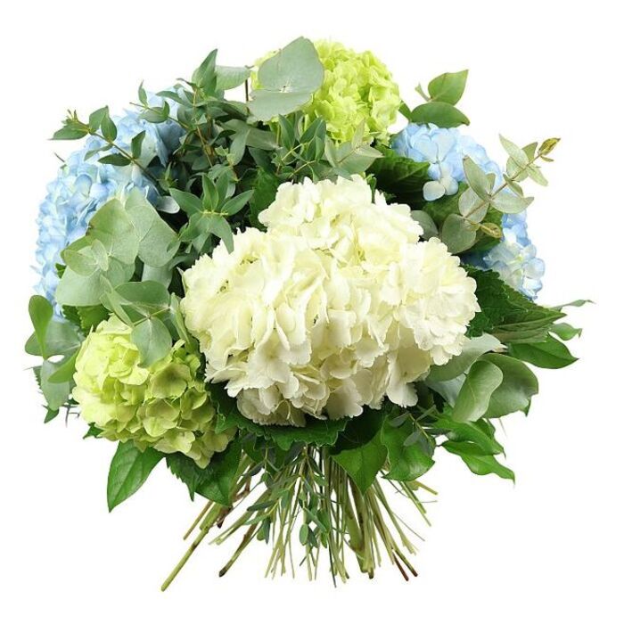 This image presents a luxurious, hand-tied hydrangea bouquet, positioned centrally against a pristine white background that highlights its subtle, refined colours. The arrangement is dominated by a large, spherical cluster of creamy white hydrangea at its core, the countless small florets pressed closely together to form a rich, pillow-like centre that appears both airy and abundant. Encircling this focal bloom, several sky-blue hydrangea heads arc gracefully towards the upper left and right of the design, their petals ruffled and soft, shifting from delicate pastel blues toward slightly richer edges, reminiscent of open skies above Finsbury's rooftops. Tucked among these cooler tones, bright lime-green hydrangeas introduce a lively contrast, particularly evident at the lower left and around the upper right, suggesting new growth in springtime along the paths of nearby Highbury Fields or down quiet Islington side streets. Threaded throughout the hydrangeas is a generous selection of foliage: muted, silvery eucalyptus leaves with rounded forms fan outward, cooling the palette, while darker, glossier green leaves coil inwards, adding structure, depth, and a polished finish. The stems extend clearly at the base, neatly gathered and tied by hand, ready to sit in a glass vase in a modern Finsbury apartment or a townhouse near Clerkenwell. The light falls evenly across the bouquet, gently revealing textures-from the velvety softness of the petals to the slight sheen of the leaves-without harsh shadows. The overall character of the arrangement is one of contemporary elegance and quiet joy, perfect for weddings, anniversaries, or thoughtful same-day deliveries to clients and families in and around Finsbury, Angel, and Old Street.
