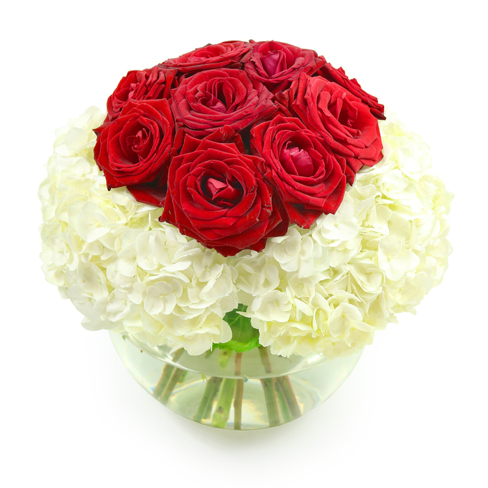 A beautifully composed floral arrangement is presented against a pure white background, its simple setting allowing the flowers to radiate elegance and emotion. At the very top, a rounded cluster of deep red roses forms the main focal point, around ten to twelve blooms placed so closely together that their velvety petals almost seem to blend. Each rose showcases its own character: some buds remain tighter, their outer petals curled protectively around the center, while others relax open, revealing layered spirals of crimson that feel warm and inviting. This rich crown of red suggests a classic declaration of love, perfectly suited to an anniversary celebration in a Finsbury townhouse or apartment overlooking the city. Beneath the roses, a voluminous cushion of creamy white hydrangeas creates a soft, cloud-like base, mirroring the dome shape from above and giving the whole piece a harmonious, spherical profile. The hydrangea heads are made up of countless tiny florets, their overlapping petals forming a plush, textured surface that contrasts gently with the smooth rose blooms. Everything is gathered into a round, clear glass fishbowl vase, filled halfway with clean water that shimmers in the light. Through the curved glass you can see the structured pattern of green stems, carefully trimmed and angled to hold the blooms at just the right height and density. There is no extra foliage or colour to distract from the interplay of deep red and soft white; instead, the design relies on its purity and balance. This is the kind of arrangement a couple might place in the center of their anniversary table near Finsbury, a floral symbol of enduring passion resting on a foundation of calm, steady devotion.