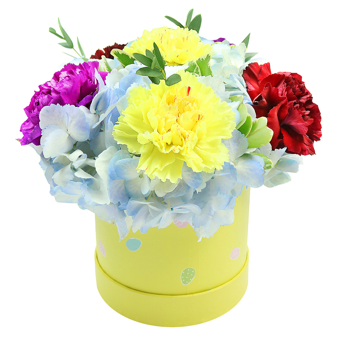 A lush, hatbox-style bouquet sits centre stage on a clean white background: two prominent lemon-yellow carnations form the luminous heart, their tightly ruffled petals folding inward like soft crepe. Encircling them are abundant clusters of powdery periwinkle hydrangea, each cluster composed of numerous small florets edged in paler blue and flecked with white, giving the arrangement a clouded, dreamy texture that contrasts with the carnations' sculpted fullness. To the left a striking magenta-fuchsia carnation provides a spark of lively colour, while a sumptuous burgundy-red carnation to the right adds depth and an almost velvety shadow. Sprigs of fresh green foliage appear between the flowers, introducing narrow lines, crisp surfaces and a subtle herbaceous scent that lifts the sweeter floral notes. The bouquet is presented in a soft lime-yellow paperboard box-hatbox in profile-decorated with irregular pastel dots in sky-blue, soft-pink and pale green, some spotted with tiny white specks that playfully echo the hydrangea centres and suggest hand-applied charm. Gentle light sculpts the ruffles and creates soft shadows inside the dome, emphasising texture and craft. As crafted by Finsbury Flowers with local sensibilities drawn from nearby Exmouth Market and Finsbury Square, this composition reads as an intimate, premium gift ideal for birthdays, new arrivals or to brighten a flat in the Angel or Clerkenwell area-compact enough for city delivery yet generous in colour and form.