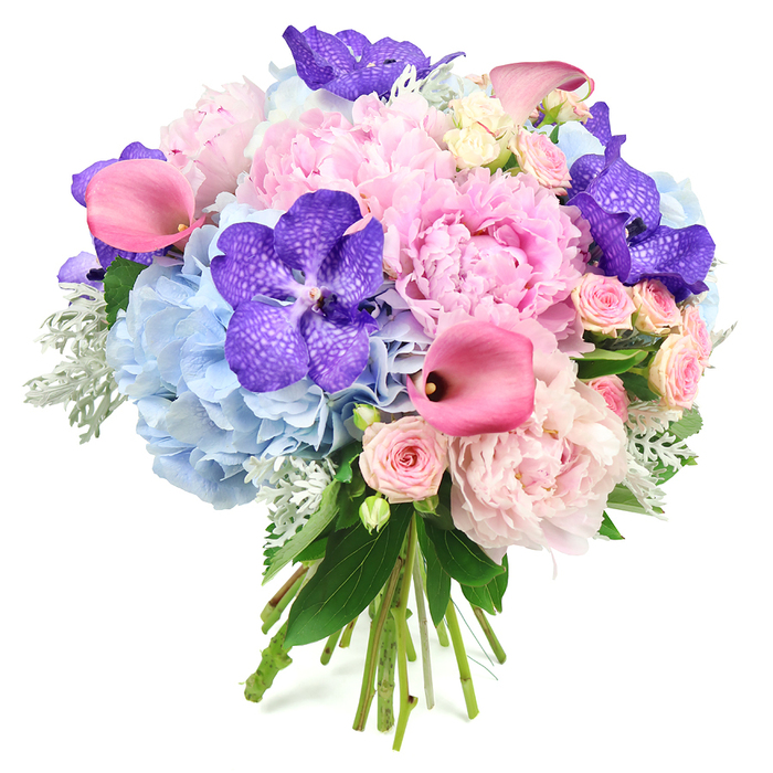 This image captures a sumptuous round bouquet, carefully hand-tied and set against a pure white background so that every colour and texture can be clearly seen, much like a curated display in a Finsbury Flowers studio. At its heart, several full-bloom light pink peonies create a plush focal point, their layered, ruffled petals overlapping in generous swirls that suggest softness and depth. Encircling these central blooms are dense clusters of powder blue hydrangeas, each head composed of countless tiny petals that merge into pillowy mounds, giving the arrangement a cool, sky-like base. Threaded through the pastel tones are arresting deep violet-blue Vanda orchids, their broad petals richly saturated and elegantly speckled, adding an exotic, almost jewel-like element that feels right at home near Finsbury's stylish bars and galleries. Sleek fuchsia pink calla lilies curve through the composition, their smooth, trumpet-shaped blooms introducing a striking linear contrast to the rounded peonies and hydrangeas, and adding a vibrant, contemporary edge. Nestled between these statement flowers, clusters of blush pink spray roses deliver a more intricate, delicate texture, enhancing the sense of careful craftsmanship. Soft, silvery-green dusty miller foliage peeks out from various angles, its velvety leaves lending a muted, misty tone that cools the palette and adds tactile interest, while deeper green leaves frame the bouquet and provide structure. At the base, the natural stems are gathered tightly and clearly hand-tied, suggesting a bouquet freshly prepared and ready for delivery to a celebration in Finsbury, Angel, or nearby Islington. The overall impression is one of refined celebration and thoughtful gifting, suitable for weddings, anniversaries, or any special moment where elegance and emotion are equally important.