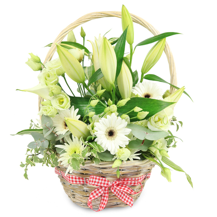 A generously filled wicker basket of white and pale green flowers sits against a pure white background, the kind of arrangement that feels equally at home in a Finsbury loft or a cosy flat near Angel. The basket itself is made from light, straw-coloured wicker, tightly woven with slight variations that give it a handcrafted character. Its sturdy curved handle rises over the flowers, casting a gentle arc that frames the blooms. Around the basket's base, a red and white gingham ribbon is wrapped and tied into a precise bow, adding a playful, rustic charm reminiscent of picnic blankets in nearby parks. Above this, the flowers are layered in a harmonious blend of forms and textures. Rising at the back and centre, lily buds in soft green and ivory-white stand tall, some still closed, others beginning to peel back their petals, hinting at the unfolding fragrance to come. Among them, open white Gerbera daisies present clean, radiating petals around dark chocolate centres, offering bold focal points. Interlaced throughout, lisianthus blossoms in white and tender green provide ruffled, rose-like blooms that soften the composition. A smooth white calla lily, with its sculpted trumpet form, curves gracefully through the mix, lending a touch of contemporary elegance. Compact clusters of smaller white and green chrysanthemum-like flowers, along with tiny filler sprays, fill every gap so that the basket appears full and abundant. Encircling the blossoms is an assortment of foliage: rounded eucalyptus leaves with a silvery sheen, variegated green and cream leaves for contrast, and deep green, glossy leaves that create a lush base. This serene palette of whites and greens evokes purity, renewal, and quiet celebration, making the basket a thoughtful anniversary gift, a gentle expression of sympathy, or a refined decorative piece for a home in Finsbury.
