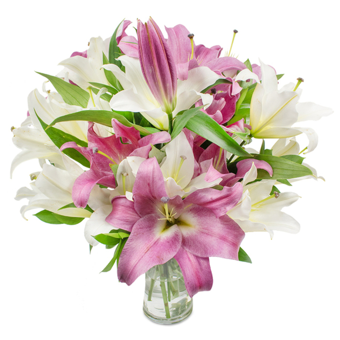 A full, luxurious bouquet of oriental lilies sits centrally in the image, the composition dominated by a harmonious duet of soft ivory-white and deep fuchsia blooms, elegantly set in a plain glass vase on a white field. Numerous open flowers reveal trumpet- and star-shaped forms, their broad petals folding back to expose conspicuous stamens whose anthers lend a hint of natural pollen detail; interspersed among these are tighter buds, tapered and promising further unfolding over days. The ivory lilies show a creamy base tone with faint yellow-green throats, while the pink varieties present rich velvety surfaces, occasional lighter veins and creamy centres that catch the eye and create gentle contrast. A generous amount of dark green, lance-shaped foliage cushions the blooms, creating graceful lines and a verdant frame that amplifies the petals' luminosity. The transparent vase is visible at the image's lower centre, providing a clear view of submerged stems and clean water, a subtle sign of freshness and careful floristry. Soft, even lighting sculpts the petals' textures and accentuates the bouquet's three-dimensional fullness, lending the arrangement a sense of calm abundance. This display reads as sophisticated yet approachable - an ideal choice for marking birthdays, anniversaries, or Mother's Day, and equally suited to sending as a thoughtful get-well or sympathy gift across nearby neighbourhoods like Old Street, Bunhill Fields, or Angel. The overall impression is one of refined natural beauty: tactile, fragrant, and lovingly composed by hands who know how to balance colour, form and longevity.