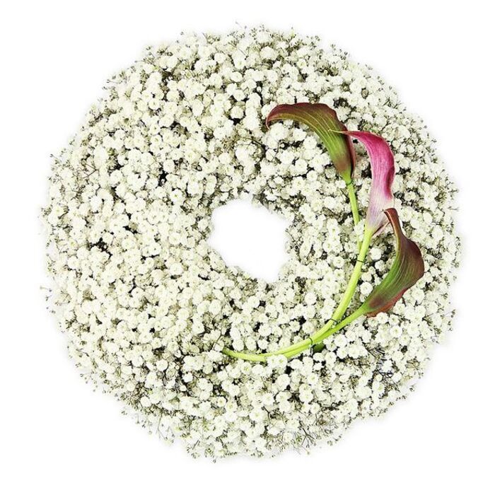 The photograph presents a circular sympathy wreath, perfectly centred against a crisp white backdrop, its entire outer surface cloaked in tiny white Baby's Breath blossoms. The Gypsophila has been layered densely, so that individual stems vanish beneath a continuous froth of minute flowers, each petal catching the light like a speck of soft frost. The arrangement forms an immaculate ring with a clear hollow at the centre, evoking a sense of completeness and the gentle turning of life's circle. The texture appears airy yet abundant, and the even studio lighting enhances the wreath's quiet luminosity, without any harsh contrasts to disturb the calm mood. On the lower right arc of this cloud-like ring, two calla lilies introduce a refined accent of colour and form. Their trumpet-shaped blooms unfurl with sculptural poise, starting in rich tones of magenta and burgundy that gradually fade into olive near the base. From there, the colour shifts into smooth, slender green stems that curve with a subtle, natural elegance, almost mirroring the arc of the wreath. The lilies' darker hues stand out vividly against the whiteness of the Baby's Breath, creating a focal point that suggests deep affection, remembrance, and the enduring beauty of the person being honoured. It is easy to picture this design placed on an easel or casket at a service in Finsbury, perhaps near a quiet corner of a city church or a local memorial garden. The wreath carries an atmosphere of serenity and respect, marrying traditional symbolism with a contemporary, minimalist aesthetic that feels both heartfelt and refined.