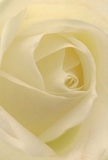 Stepping into the tender heart of this cream-white rose, you're enveloped in a cocoon of gentle light, as delicate petals unfurl one upon another in an artful spiral. There is a calming luminosity to the composition, with soft shadows weaving among the ivory folds-each detail quietly elevates the mood, much like a pause amid the bustle of Finsbury Park. The surface is matte, creamy, and so inviting that you can almost picture the cool smoothness after a morning's rain. The atmosphere is peaceful and contemplative, the kind that suits new beginnings, gentle admiration, or heartfelt gestures of condolence. In every petal, skillful craftsmanship is evident-a tribute to the patient, caring hands of Finsbury Flowers' florists who shape every bouquet for those special moments life brings across this North London neighbourhood. The rose's understated scent lingers in the imagination, a final note of grace and comfort echoing through every arrangement made for delivery in Finsbury and beyond.